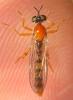 Dioctria rufa